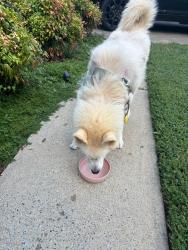 Found/Stray Unknown Dog last seen Near Elm Creek Dr, Marietta GA 30064, Marietta, GA 30064