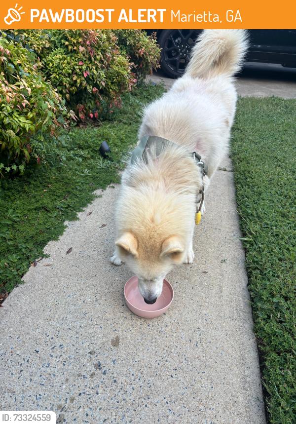 Found/Stray Unknown Dog last seen Near Elm Creek Dr, Marietta GA 30064, Marietta, GA 30064