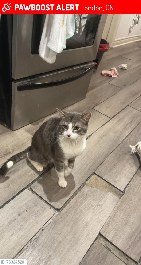 Lost Male Cat last seen Krupp street & Clemens street, London, ON 
