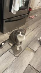 Lost Male Cat last seen Krupp street & Clemens street, London, ON 