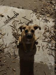 Found/Stray Female Dog last seen The Avery apmts, Oklahoma City, OK 73120