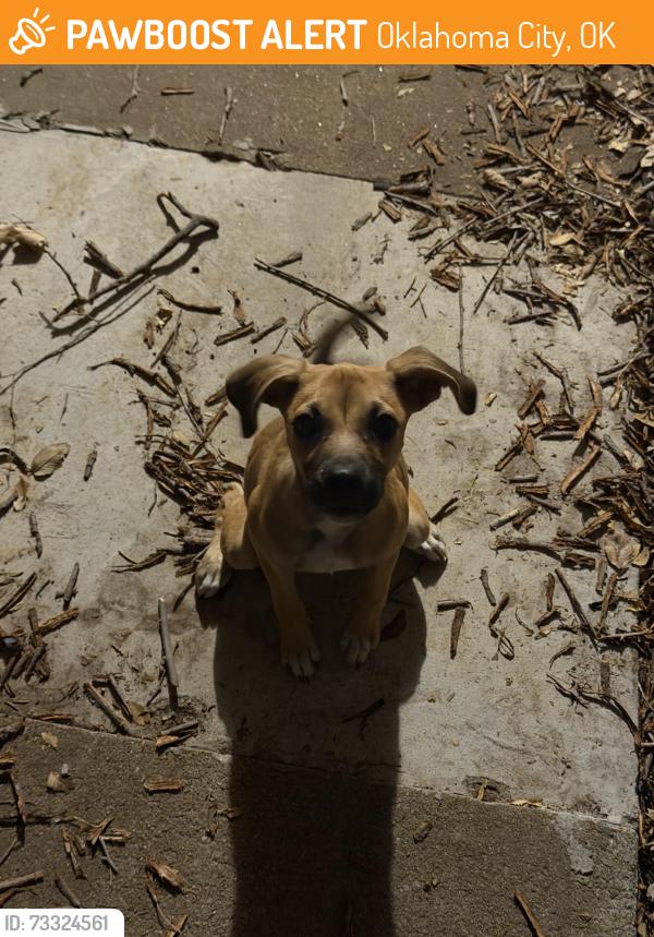Found/Stray Female Dog last seen The Avery apmts, Oklahoma City, OK 73120