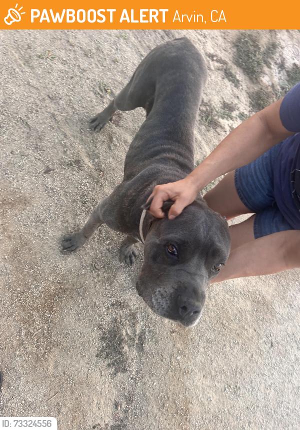 Found/Stray Female Dog last seen Close to where the 99 and the 5 meet on one of the gas station exits, Arvin, CA 93203