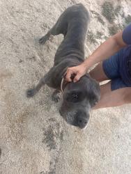 Found/Stray Female Dog last seen Close to where the 99 and the 5 meet on one of the gas station exits, Arvin, CA 93203