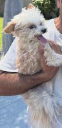 Reunited Female Dog last seen LariatLane, Rolling Hills Estates, CA 90274