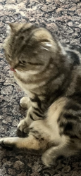 Lost Female Cat last seen Whitehall/Shermer, Northbrook, IL 60062