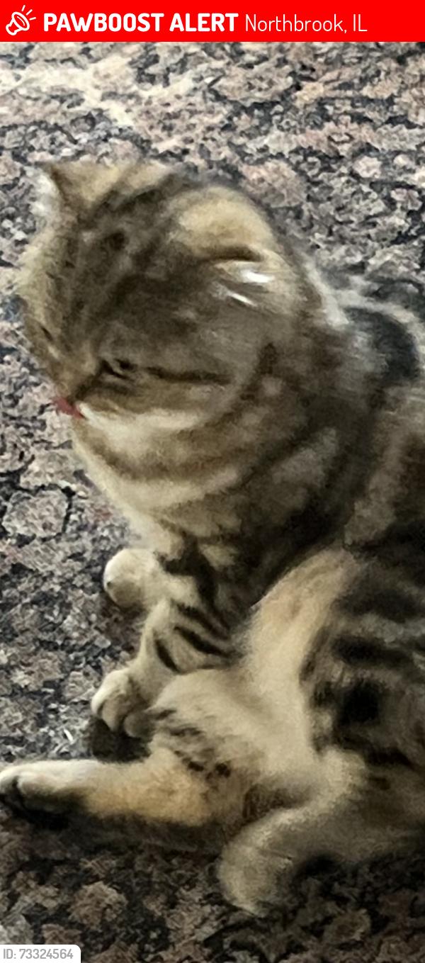 Lost Female Cat last seen Whitehall/Shermer, Northbrook, IL 60062