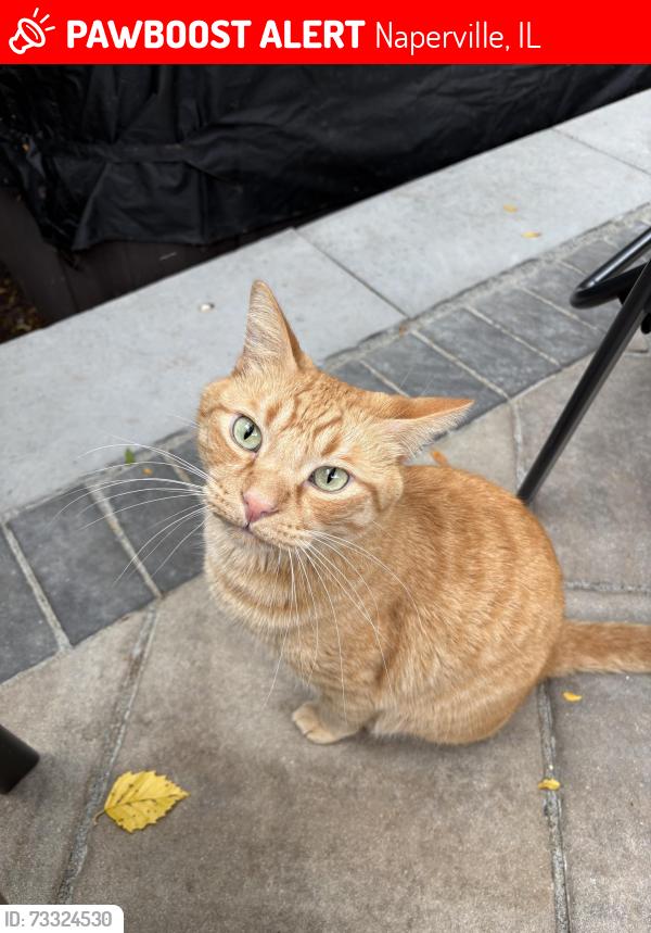Lost Male Cat last seen Cloverleaf Ct and Prairie Knoll Dr., Naperville, IL 60565