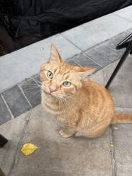 Lost Male Cat last seen Cloverleaf Ct and Prairie Knoll Dr., Naperville, IL 60565