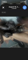 Lost Female Cat last seen In the Vara westover hills apmt complex off Culebra and pipers lane, San Antonio, TX 78251