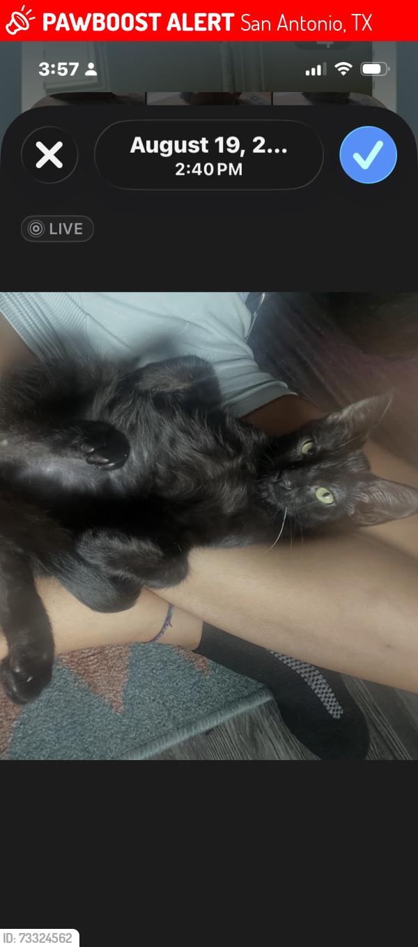 Lost Female Cat last seen In the Vara westover hills apmt complex off Culebra and pipers lane, San Antonio, TX 78251