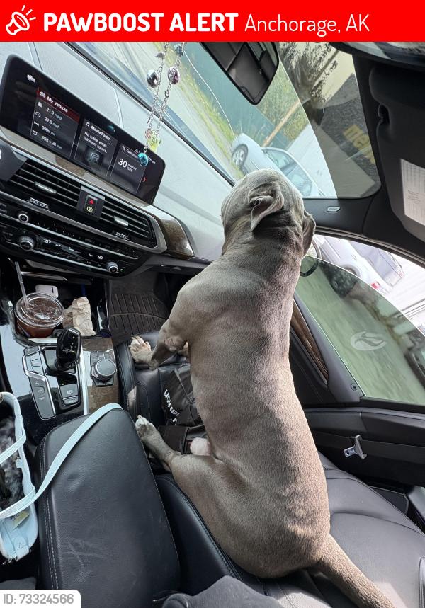 Lost Male Dog last seen tudor and arctic, Anchorage, AK 99503