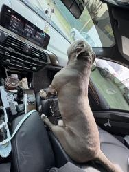 Lost Male Dog last seen tudor and arctic, Anchorage, AK 99503