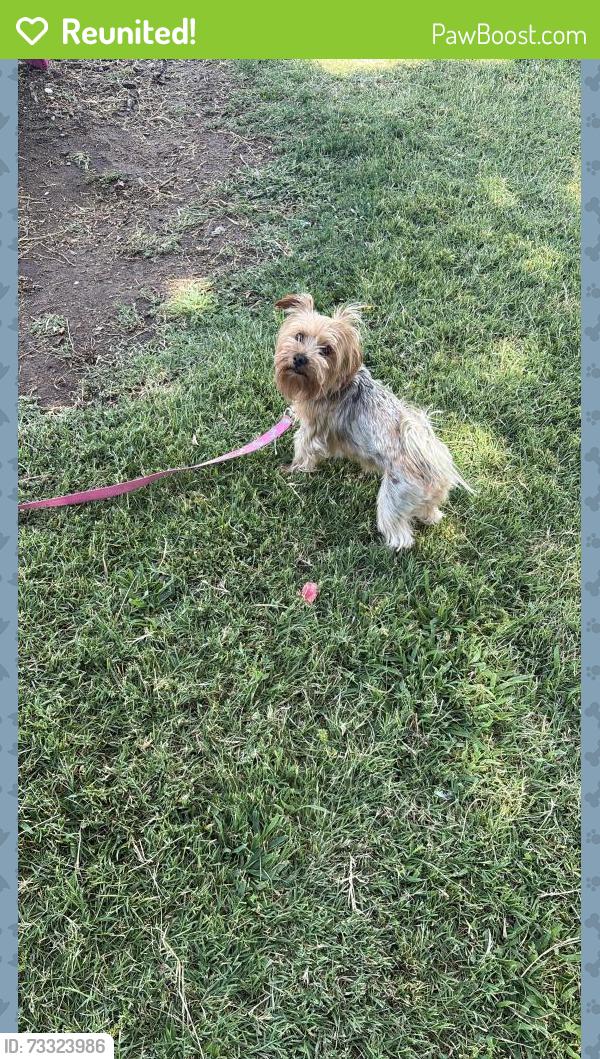 Reunited Female Dog last seen Canary dr north highland, North Highlands, CA 95660