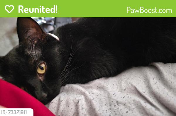 Reunited Female Cat last seen 31st Marion Iowa, Marion, IA 52302