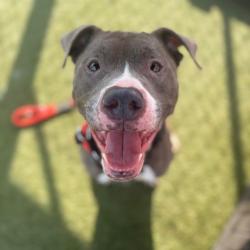 Shelter Stray Female Dog last seen , Animal Care & Control Team of Philly, 111 W Hunting Park Ave, Philadelphia, PA 19140, USA