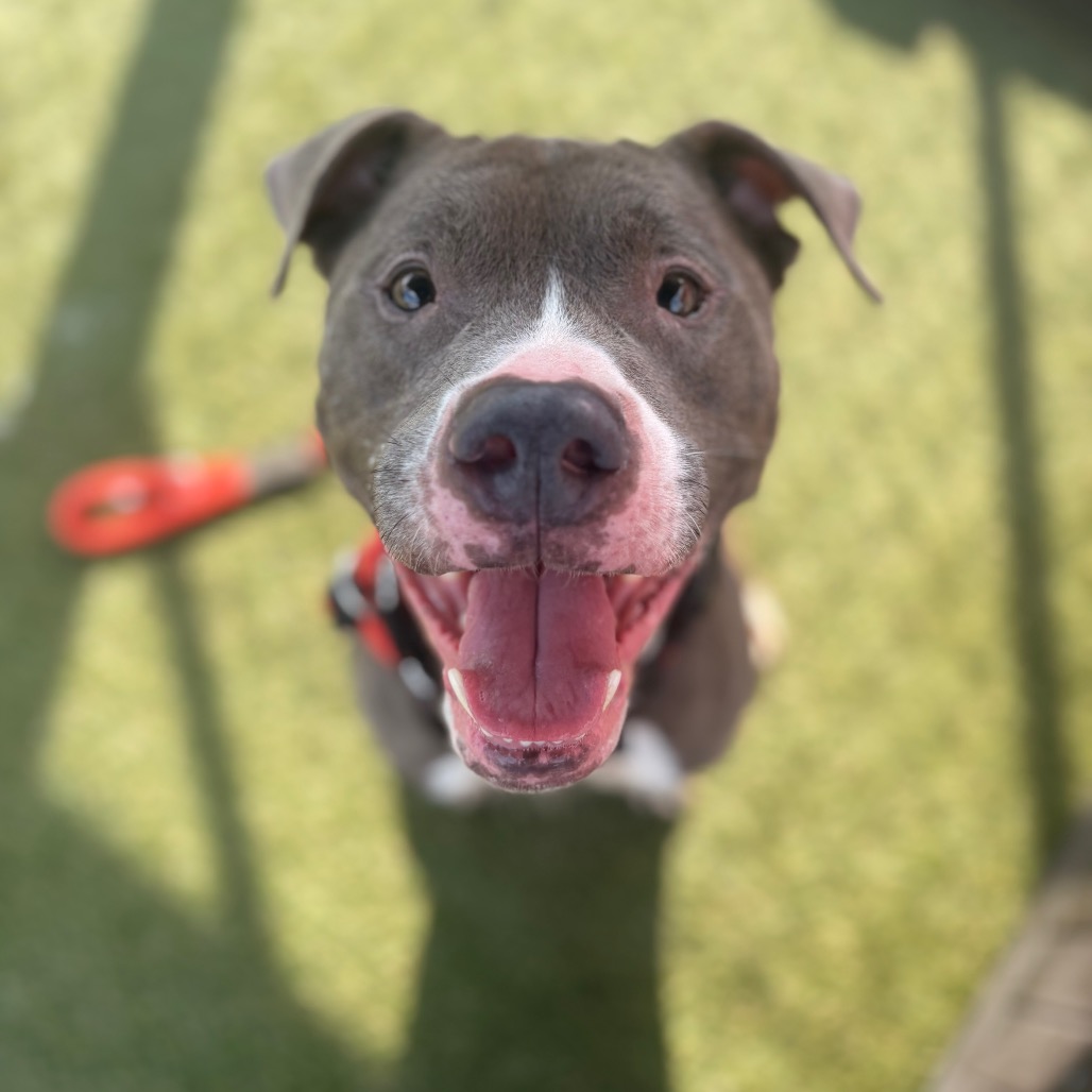 Shelter Stray Female Dog last seen , Animal Care & Control Team of Philly, 111 W Hunting Park Ave, Philadelphia, PA 19140, USA