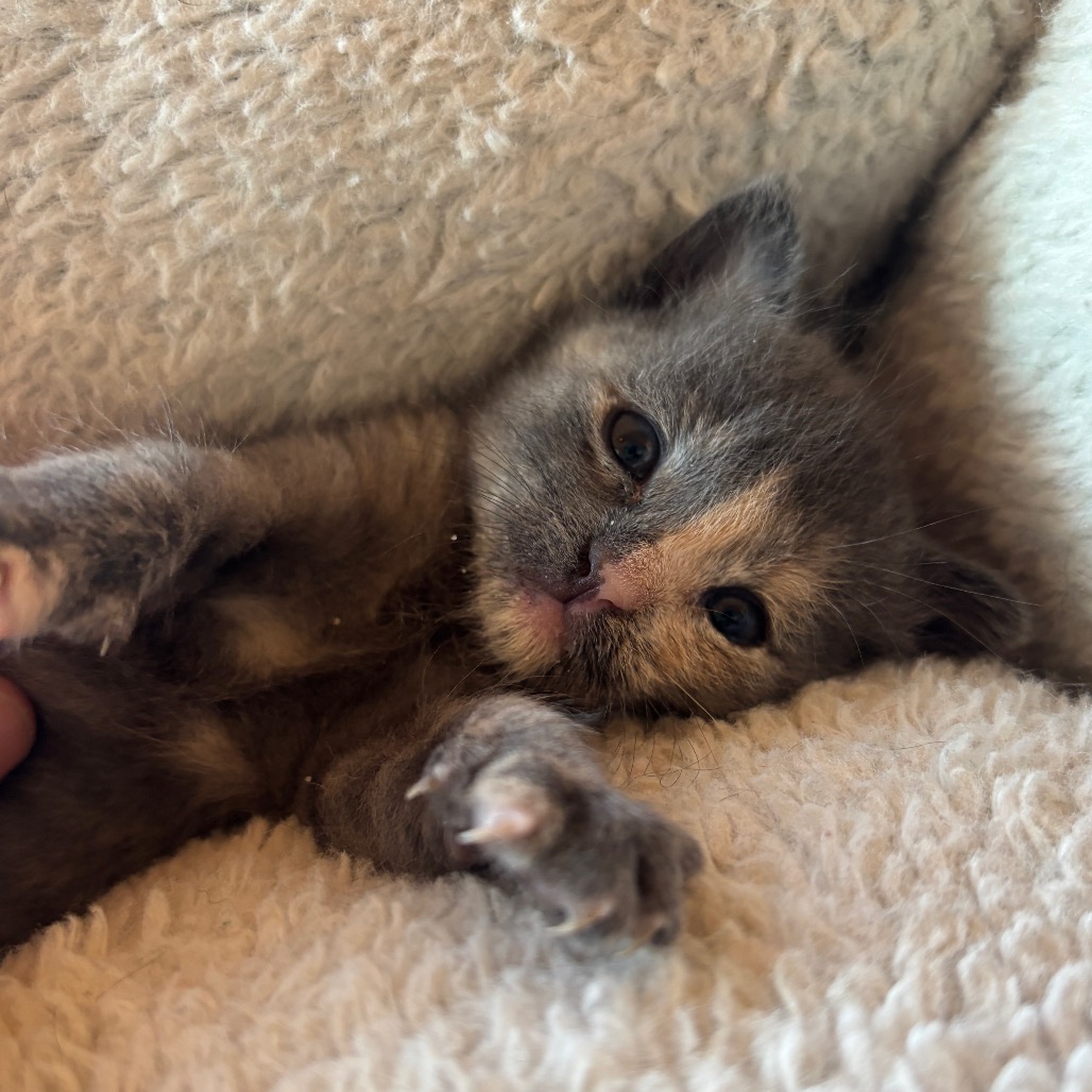 Shelter Stray Female Cat last seen , 361 S Raymond Ave, Pasadena, CA 91105, USA