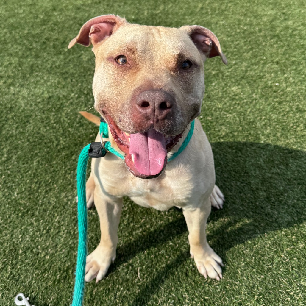 Shelter Stray Male Dog last seen , Animal Care & Control Team of Philly, 111 W Hunting Park Ave, Philadelphia, PA 19140, USA