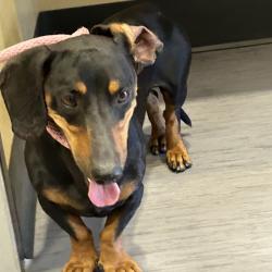 Shelter Stray Male Dog last seen , 4575 E Mesquite Ave, Palm Springs, CA 92264, USA