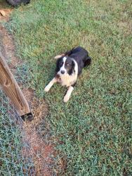Reunited Male Dog last seen Arabian Way, Anderson, SC 29626