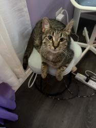 Reunited Female Cat last seen East Harbour Park in Hanover Park, Carol Stream, IL 60188