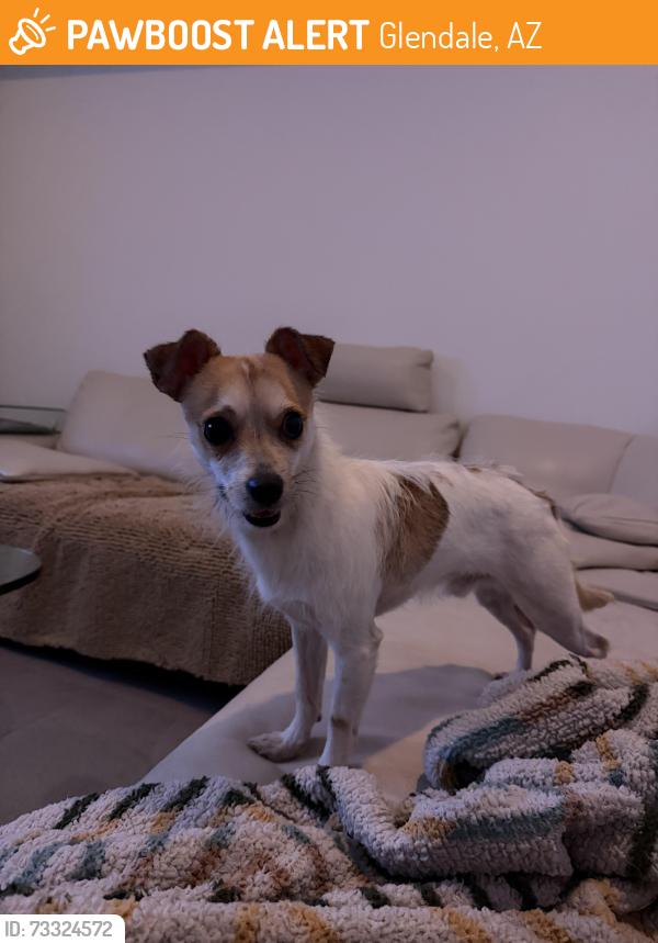 Found/Stray Male Dog last seen 75th/ camelback, Glendale, AZ 85303