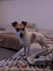 Found/Stray Male Dog last seen 75th/ camelback, Glendale, AZ 85303