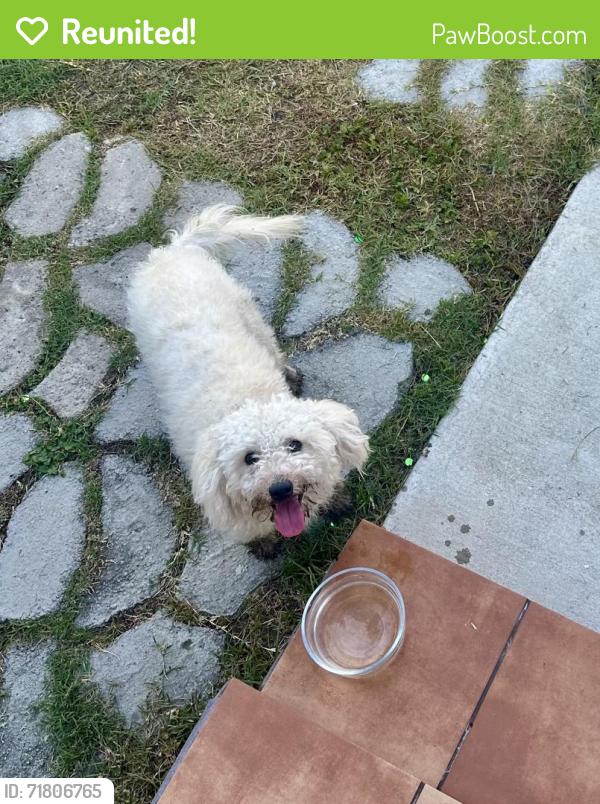 Reunited Unknown Dog last seen Mayflower and W. Olive, Monrovia, CA 91016