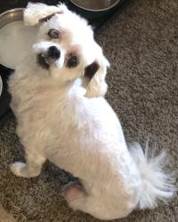 Reunited Female Dog last seen hmstd apmts, Greeley, CO 80634