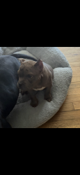 Lost Male Dog last seen Somerset /Moross, Detroit, MI 48224