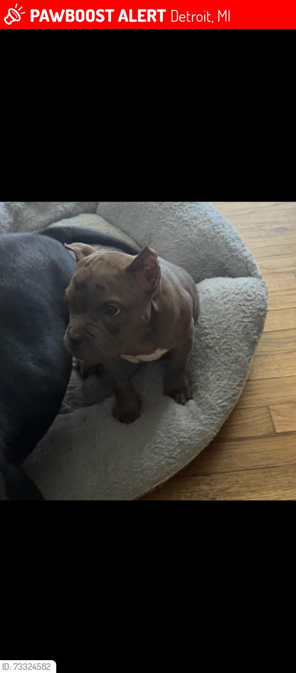 Lost Male Dog last seen Somerset /Moross, Detroit, MI 48224