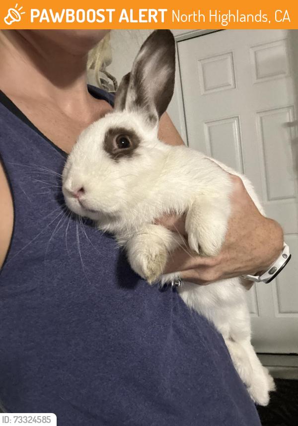 Found/Stray Male Rabbit last seen Harrison and Greenlawn, North Highlands, CA 95660