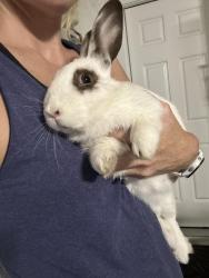 Found/Stray Male Rabbit last seen Harrison and Greenlawn, North Highlands, CA 95660
