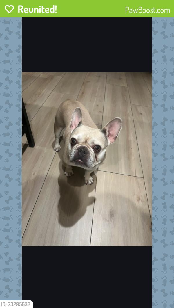 Reunited Female Dog last seen Near th David Way, San Bernardino, CA 92404