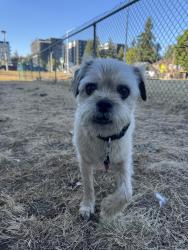 Lost Male Dog last seen 84th and getchell Hill, Arlington, WA 98223
