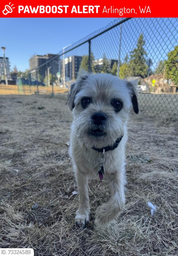 Lost Male Dog last seen 84th and getchell Hill, Arlington, WA 98223