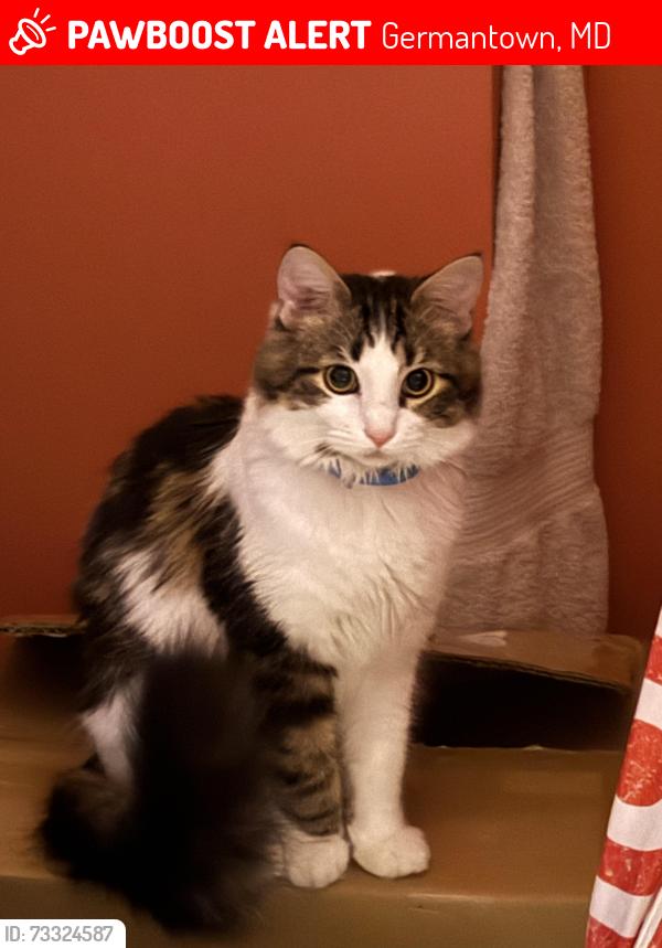 Lost Female Cat last seen Appledowre and Brandermill, Germantown, MD 20876