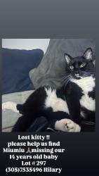 Lost Female Cat last seen Near Highway 27 Davenport FL 33897 United States, Davenport, FL 33897
