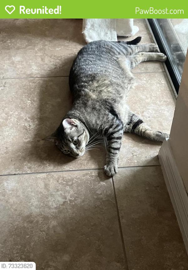 Reunited Male Cat last seen Windsor Lake Circle & Windleshore Way, Sanford, FL 32773