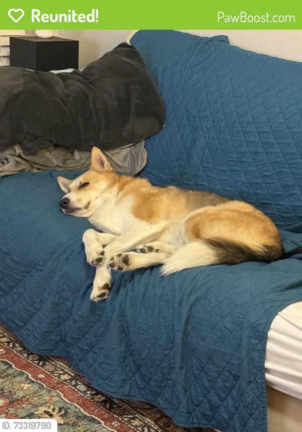 Reunited Male Dog last seen Near Preminger drive, Colorado Springs, CO 80911