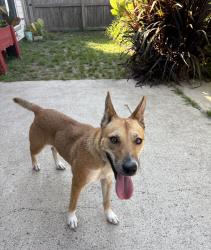Found/Stray Female Dog last seen Holocaust Museum, Houston, TX 77002