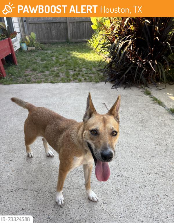 Found/Stray Female Dog last seen Holocaust Museum, Houston, TX 77002