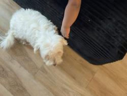 Lost Female Dog last seen Near ave, Paterson, NJ 07505