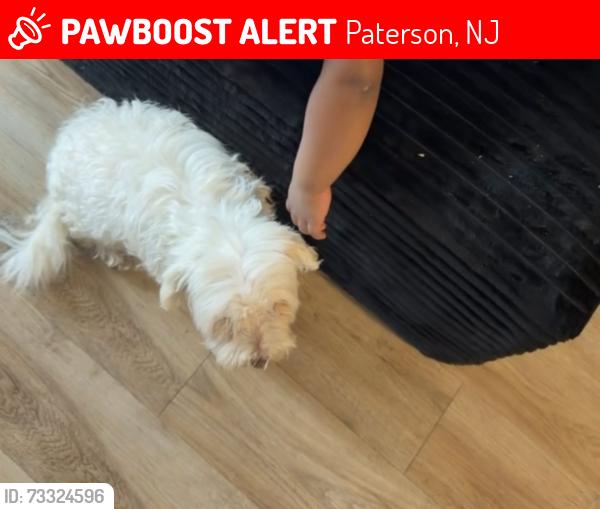 Lost Female Dog last seen Near ave, Paterson, NJ 07505