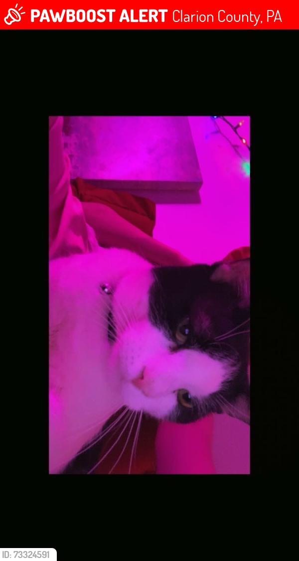 Lost Male Cat last seen Bela road parker pa in the middle of nowhere around Parker, Sligo, and Rimersburgh area., Clarion County, PA 16049