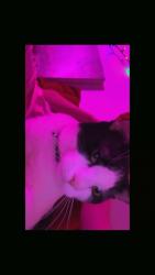 Lost Male Cat last seen Bela road parker pa in the middle of nowhere around Parker, Sligo, and Rimersburgh area., Clarion County, PA 16049