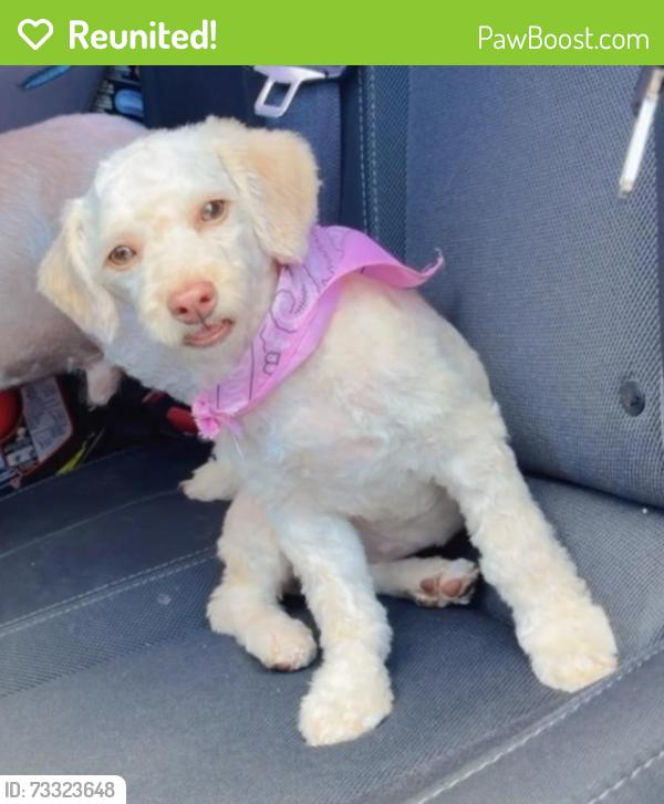 Reunited Female Dog last seen Bluffview dr and ridgeside Dr, Balch Springs, TX 75180
