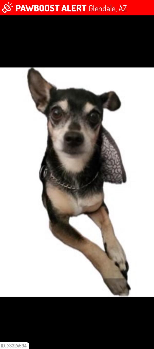 Lost Male Dog last seen 101st Ave and Camelback, Glendale, AZ 85307