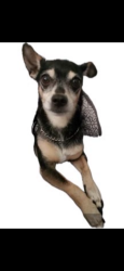 Lost Male Dog last seen 101st Ave and Camelback, Glendale, AZ 85307